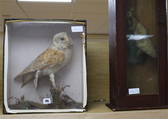 A cased taxidermy red squirrel and a similar barn owl, overall height 72cm and 41 x 36cm